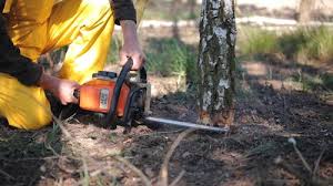 Best Tree Disease Treatment  in Chesterfield, MO