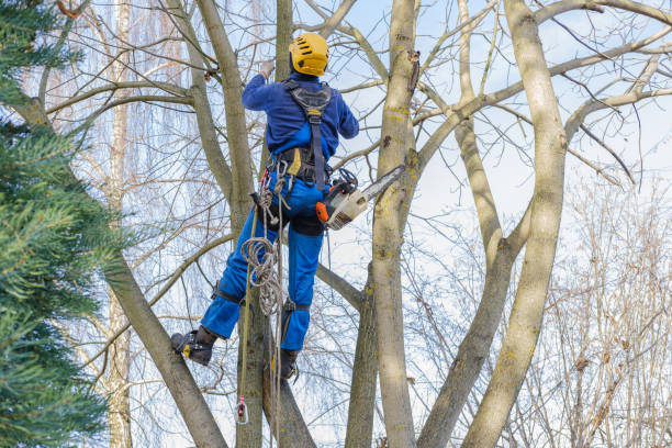 Best Commercial Tree Services  in Chesterfield, MO