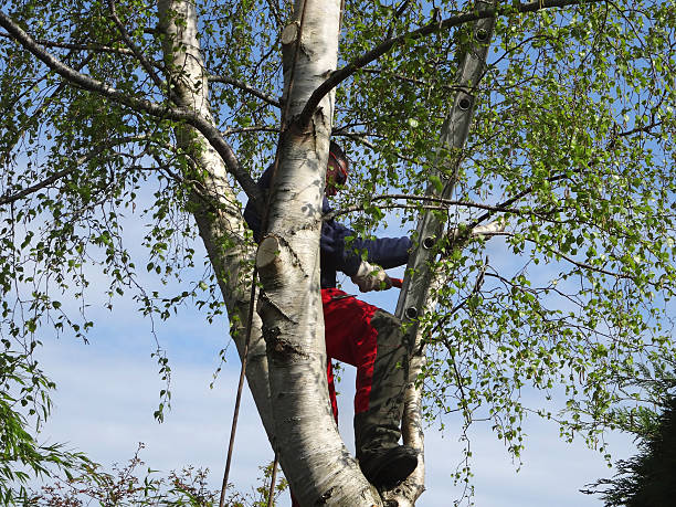 Best Root Management and Removal  in Chesterfield, MO