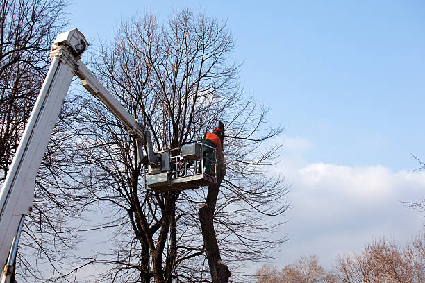 Best Tree Mulching  in Chesterfield, MO