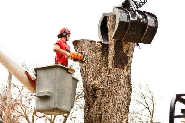 Best Tree and Shrub Care  in Chesterfield, MO